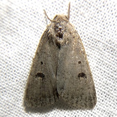 Abagrotis trigona