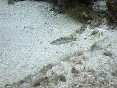 Serranus tigrinus