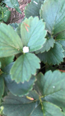 Fragaria × ananassa