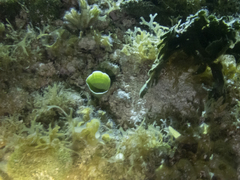 Udotea cyathiformis