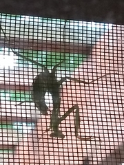 Stagmomantis carolina