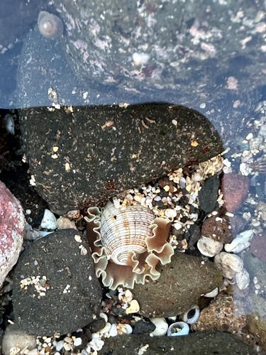 Hydatina physis observed 2025-05-10