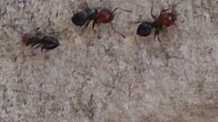 Crematogaster scutellaris