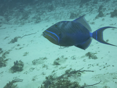 Balistes vetula