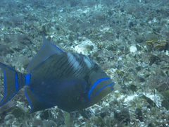 Balistes vetula