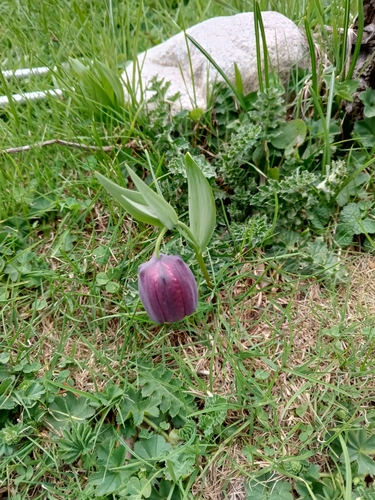 Fritillaria latifolia, photograph 4