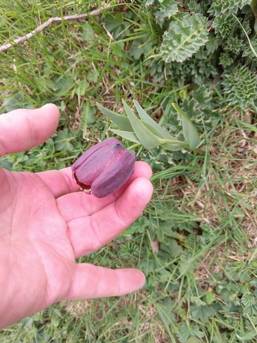 Fritillaria latifolia, photograph 5