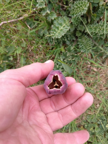 Image of Fritillaria latifolia by (c) Maria Kohanovskaya, some rights reserved (CC BY)