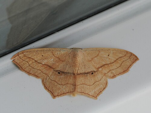 Scopula imitaria