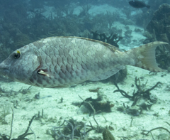 Sparisoma chrysopterum