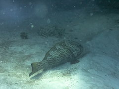 Epinephelus guttatus