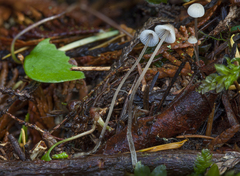 Mycena deceptor