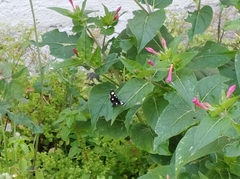 Alypiodes bimaculata