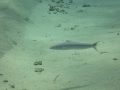 Malacanthus plumieri