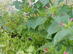 Alypiodes bimaculata