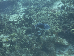 Xanthichthys ringens