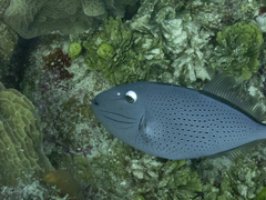 Xanthichthys ringens