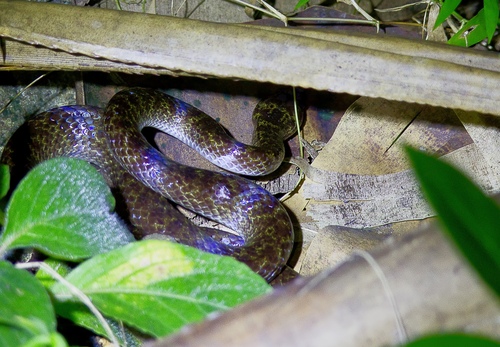 Photo of a Andaman wolf snake (Lycodon hypsirhinoides)