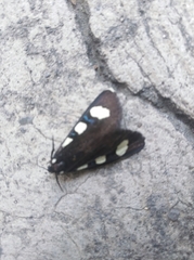 Alypiodes bimaculata