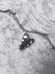 Alypiodes bimaculata