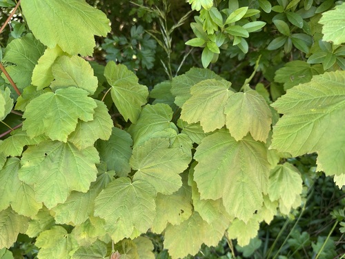 Image of Acer opalus by (c) Jason Grant, some rights reserved (CC BY)
