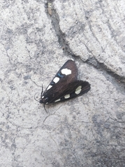 Alypiodes bimaculata