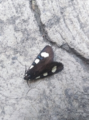 Alypiodes bimaculata