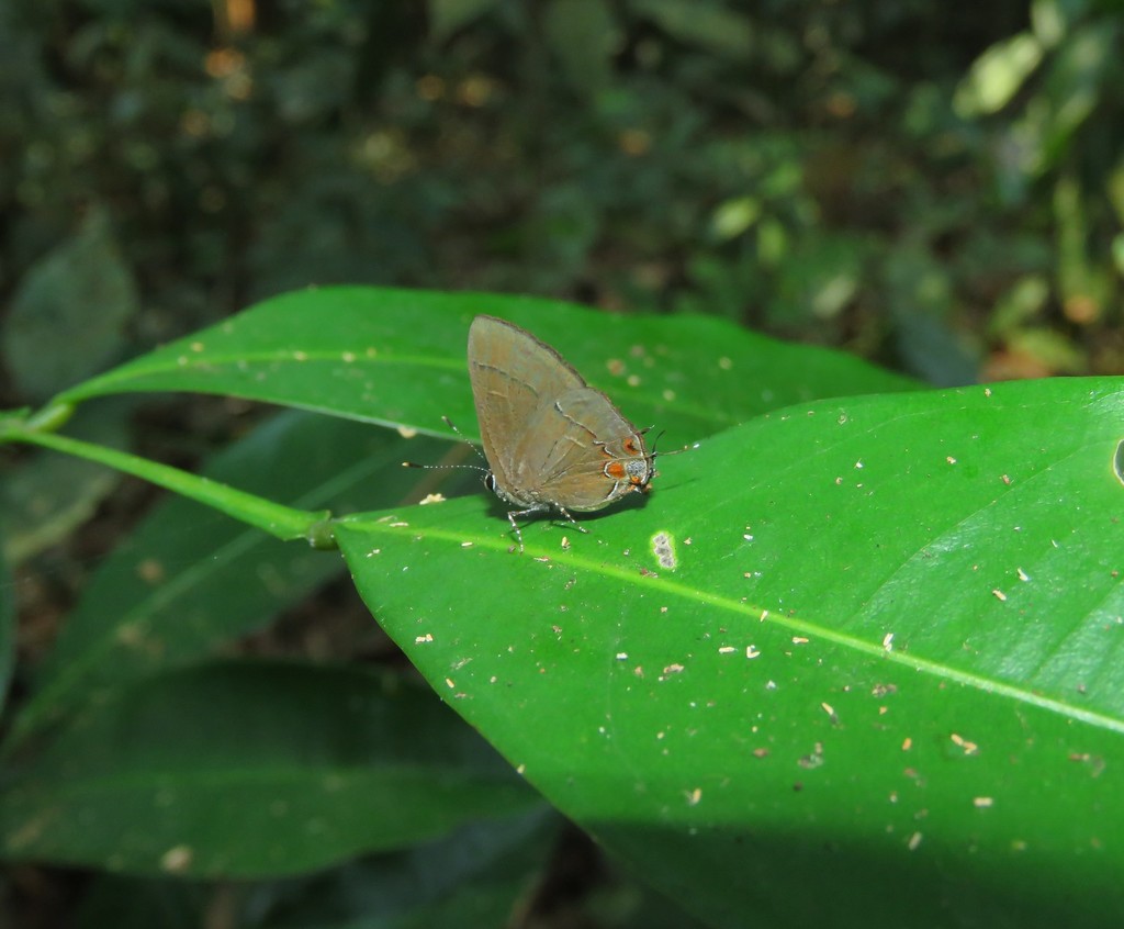 Calycopis indigo