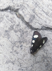 Alypiodes bimaculata