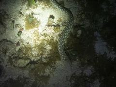 Myrichthys breviceps