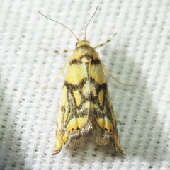 Diptychophora harlequinalis