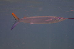 Hemiramphus brasiliensis