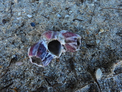 Megabalanus