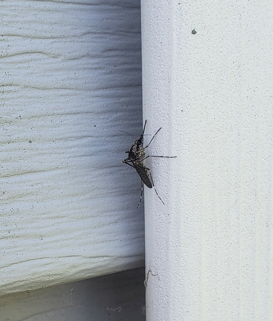 Aedes grossbecki