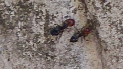 Crematogaster scutellaris