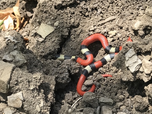 Photo of a Michoacán Ground Snake (Sonora michoacanensis)