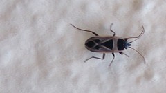 Xanthochilus saturnius