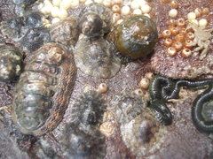 Onchidella nigricans