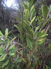 Callistachys lanceolata