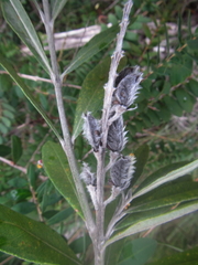 Callistachys lanceolata
