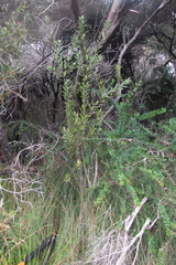 Callistachys lanceolata