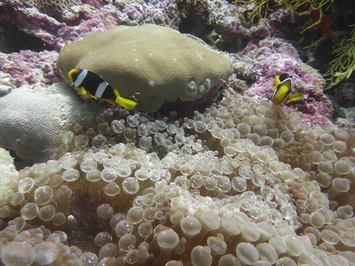 Clark's Anemonefish — seen at this dive site
