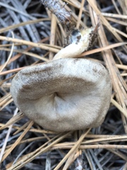 Entoloma undatum