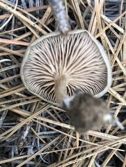 Entoloma undatum