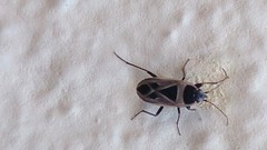 Xanthochilus saturnius