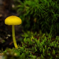 Mycena oregonensis