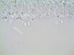 Mycena deceptor