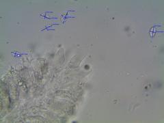 Mycena deceptor