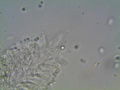 Mycena deceptor