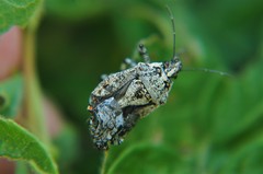 Apateticus lineolatus